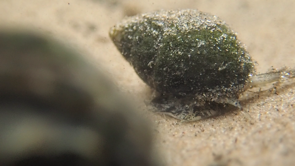 Photo of a Eastern Mudsnail