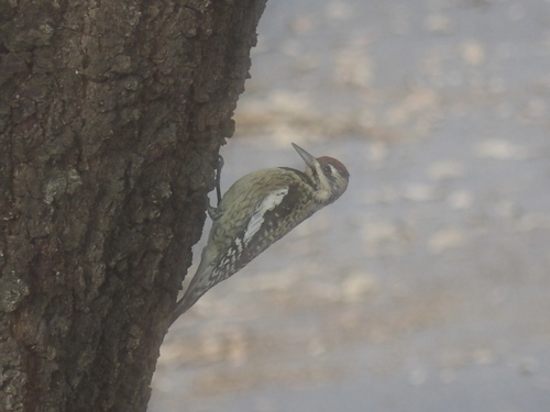 Yellow-bellied Sapsucker observed by carminebeetle