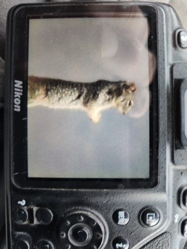 Rock Squirrel observed by sarsapkin