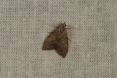 Nola pleurosema