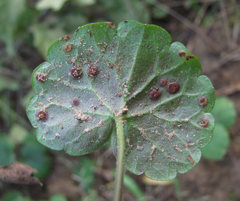 Puccinia glechomatis