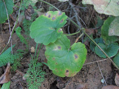 Puccinia glechomatis