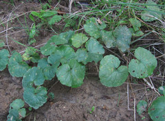 Puccinia glechomatis