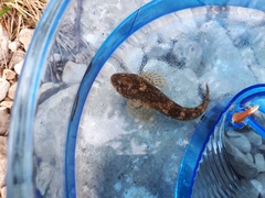 Cottus gobio