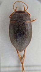 Deronectes latus