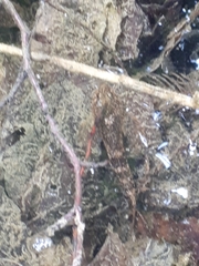 Cottus gobio