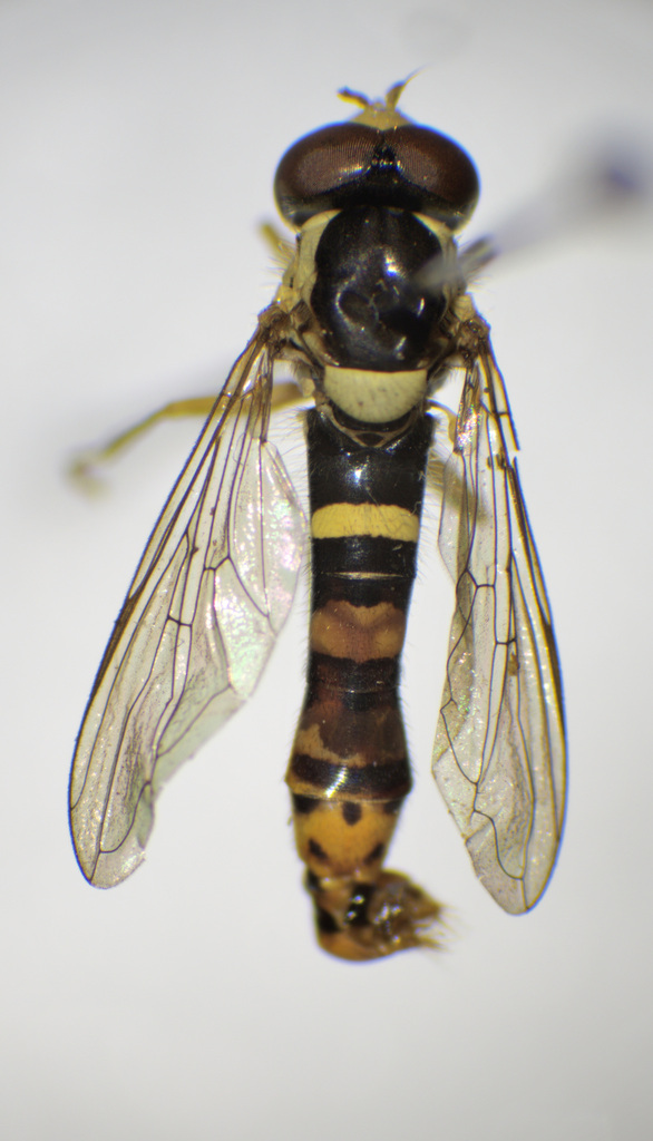 Sphaerophoria bankowskae
