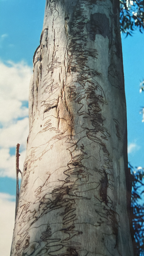 Northern Scribbly Gum (Eucalyptus racemosa)