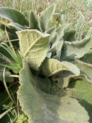 Verbascum