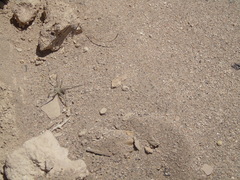 Sicarius thomisoides