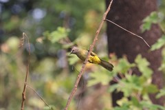 Pycnonotus flavescens