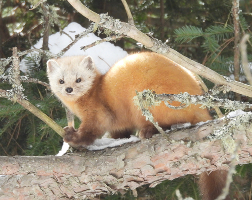 American Marten observed by denise52488