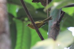 Cyanoderma chrysaeum