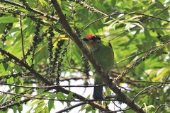 Psilopogon franklinii