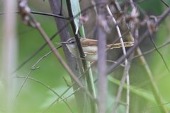 Prinia rufescens