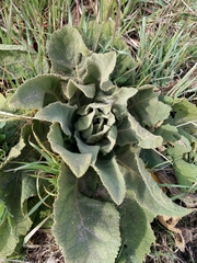 Verbascum