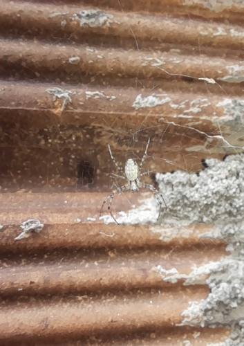 African Hermit Spider