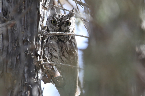 Western Screech-Owl observed by mlwatson