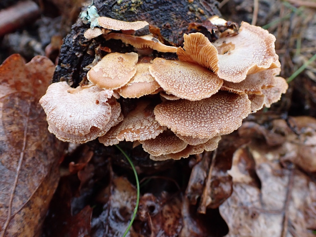 Panellus stipticus · March 2026 · photo: © niob (iNaturalist, cc-by-nc)