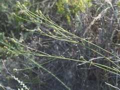 Thesium spicatum