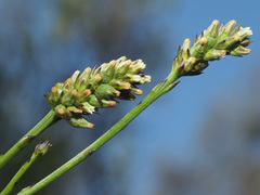 Thesium spicatum