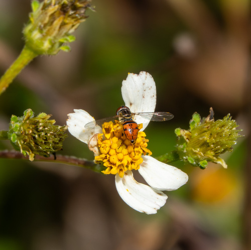 Unknown species found near Pinellas Park, FL, USA