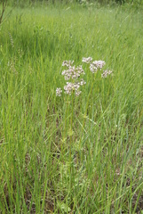 Valeriana alternifolia