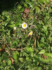 Erigeron quercifolius image