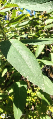 Senecio otites, 2026-02-25
