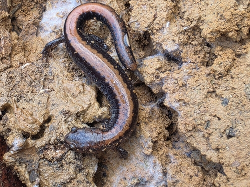 Eastern Red-backed Salamander observed by mushymo