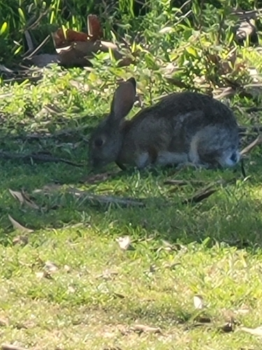 Desert Cottontail observed by hamburberhelpr