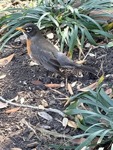 American Robin