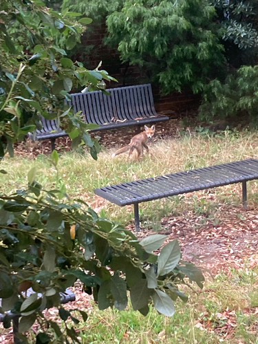Red Fox observed by plenty_observer