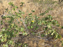 Gossypium tomentosum