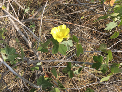 Gossypium tomentosum
