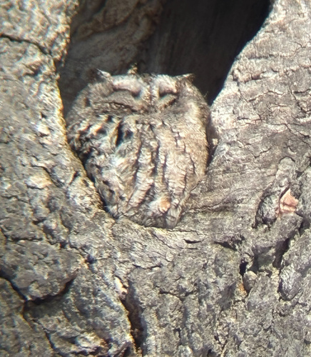 Eastern Screech-Owl observed by oloktaev