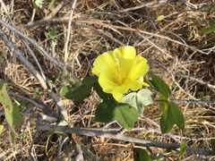 Gossypium tomentosum