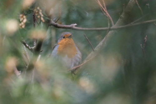 European Robin