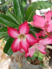 Adenium obesum