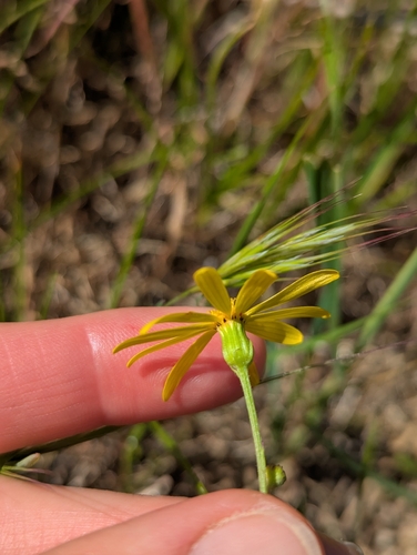 Senecio californicus, photograph 3