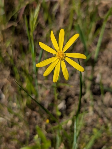 Senecio californicus, photograph 4