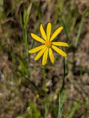 Senecio californicus, photograph (c) Amy, some rights reserved (CC BY)