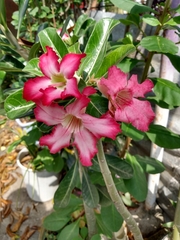 Adenium obesum