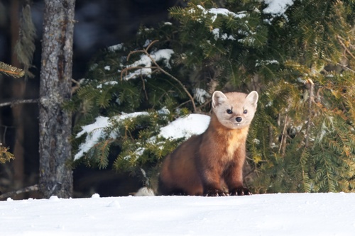 American Marten observed by dabellei