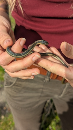 Aquatic Garter Snake