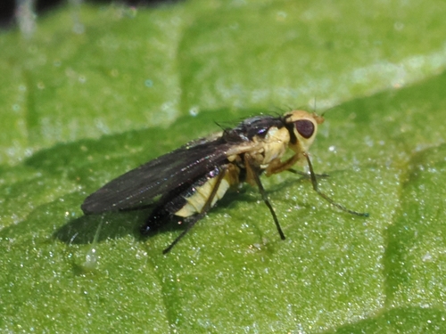 Leaf-miner fly