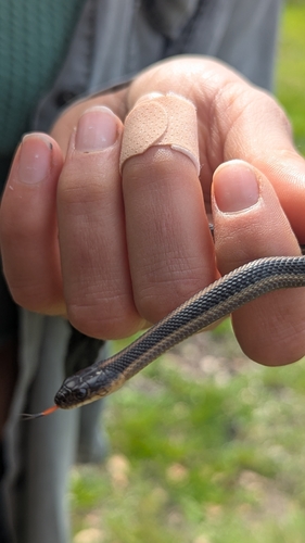 Aquatic Garter Snake