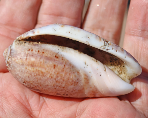 Oliva incrassata, 2026-02-27