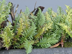 Polypodium