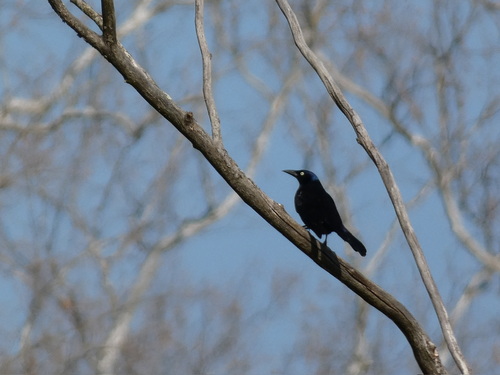 Common Grackle observed by jgingold